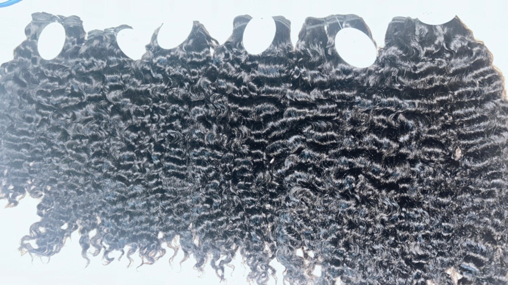 Raw Burmese Curly
