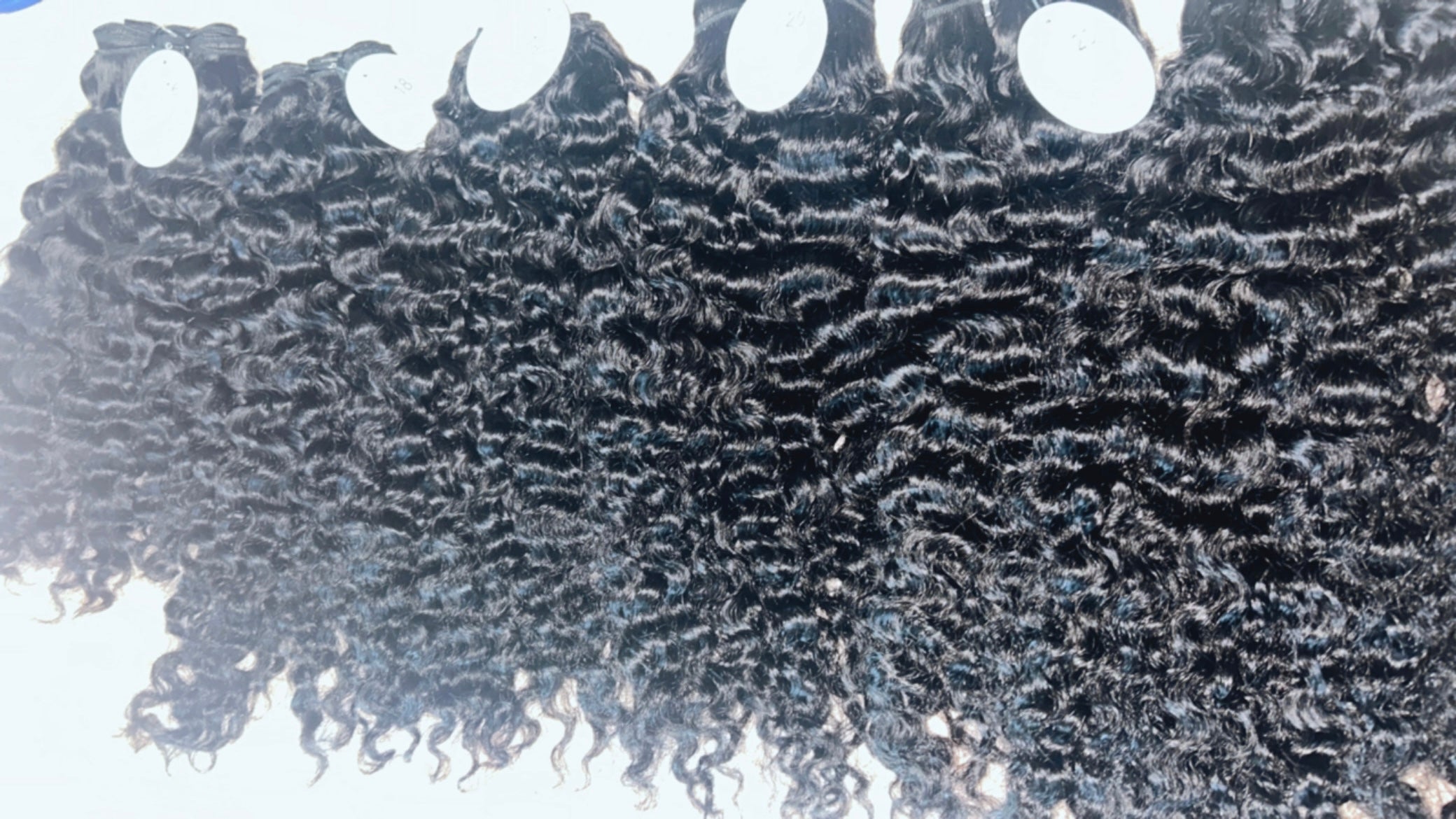 Raw Burmese Curly